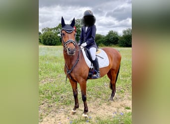 Welsh-D Mix, Ruin, 14 Jaar, 147 cm, Bruin