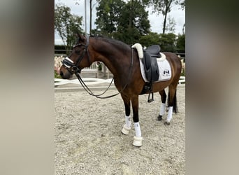 Welsh-D, Ruin, 15 Jaar, 146 cm, Bruin