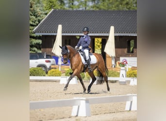 Welsh-D, Ruin, 15 Jaar, 146 cm, Roodbruin