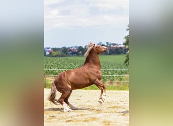 Welsh-D, Ruin, 15 Jaar, 148 cm, Donkere-vos