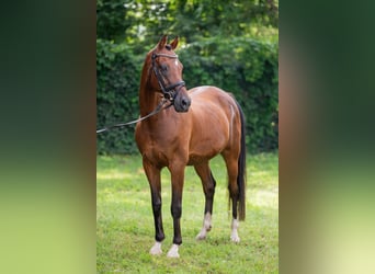 Welsh-D, Ruin, 15 Jaar, 156 cm, Roodbruin