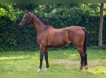 Welsh-D, Ruin, 15 Jaar, 156 cm, Roodbruin