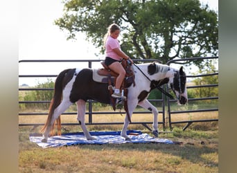 Welsh-D, Ruin, 17 Jaar, 137 cm, Gevlekt-paard