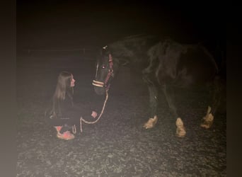 Welsh-D, Ruin, 17 Jaar, 155 cm, Zwart