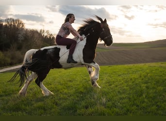 Welsh-D Mix, Ruin, 18 Jaar, 143 cm, Gevlekt-paard