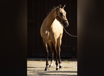 Welsh-D, Ruin, 1 Jaar, 139 cm, Buckskin