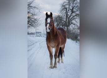 Welsh-D, Ruin, 21 Jaar, 145 cm