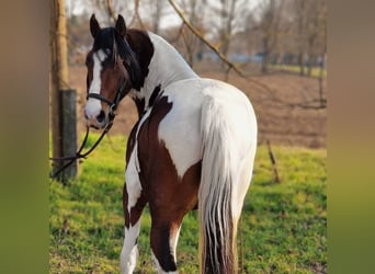 Welsh-D Mix, Ruin, 3 Jaar, 146 cm, Gevlekt-paard