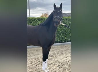 Welsh-D, Ruin, 3 Jaar, 146 cm, Zwartbruin