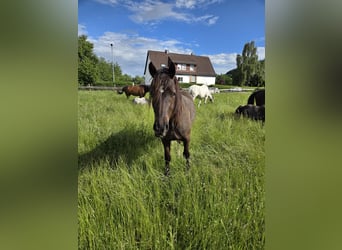 Welsh-D, Ruin, 3 Jaar, 153 cm, Zwart