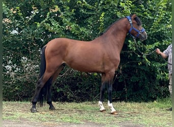 Welsh-D, Ruin, 4 Jaar, 140 cm, Bruin
