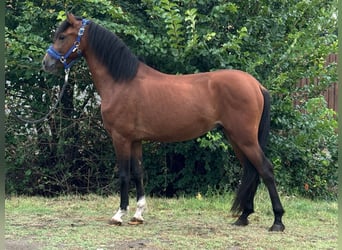 Welsh-D, Ruin, 4 Jaar, 140 cm, Bruin