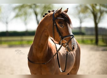 Welsh-D, Ruin, 4 Jaar, 145 cm, Bruin