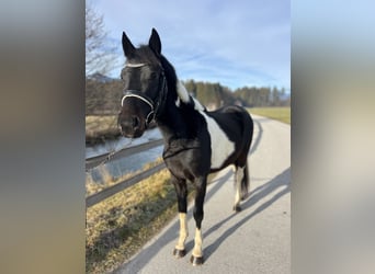 Welsh-D, Ruin, 5 Jaar, 138 cm, Gevlekt-paard