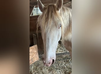 Welsh-D, Ruin, 5 Jaar, 142 cm, Cremello