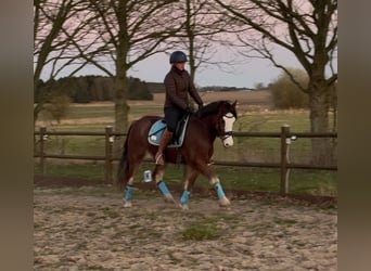 Welsh-D, Ruin, 5 Jaar, 143 cm, Roodbruin
