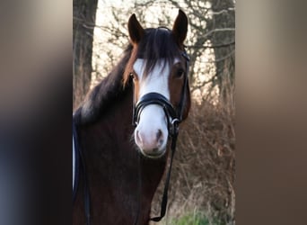 Welsh-D, Ruin, 5 Jaar, 143 cm, Roodbruin
