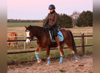 Welsh-D, Ruin, 5 Jaar, 143 cm, Roodbruin
