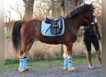 Welsh-D, Ruin, 5 Jaar, 143 cm, Roodbruin