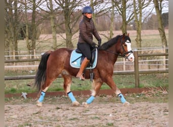 Welsh-D, Ruin, 5 Jaar, 143 cm, Roodbruin
