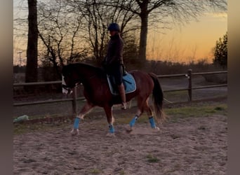 Welsh-D, Ruin, 5 Jaar, 143 cm, Roodbruin