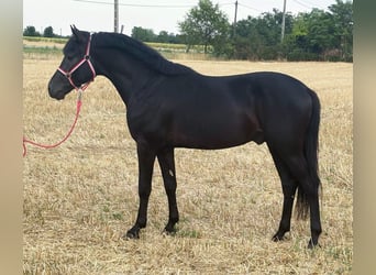 Welsh-D, Ruin, 5 Jaar, 147 cm, Zwart