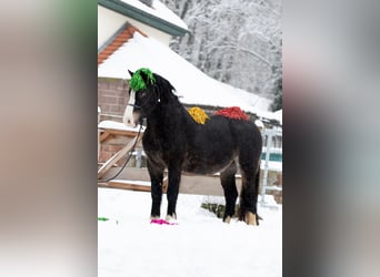 Welsh-D, Ruin, 5 Jaar, 148 cm, Zwartbruin