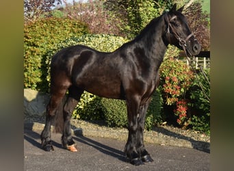 Welsh-D, Ruin, 5 Jaar, 153 cm, Donkerbruin