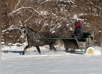 Welsh-D Mix, Ruin, 6 Jaar, 137 cm, Schimmel