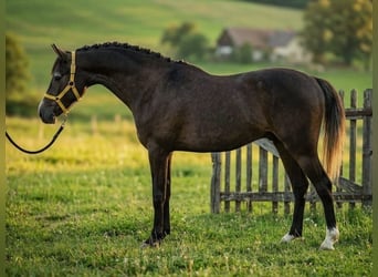 Welsh-D, Ruin, 6 Jaar, 141 cm, Falbe
