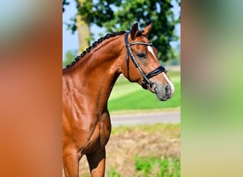 Welsh-D, Ruin, 6 Jaar, 148 cm, Donkerbruin