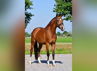 Welsh-D, Ruin, 6 Jaar, 148 cm, Donkerbruin