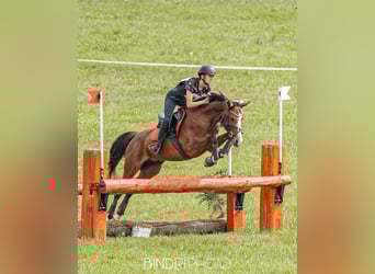 Welsh-D, Ruin, 6 Jaar, 148 cm, Roodbruin