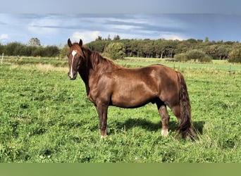 Welsh-D, Ruin, 6 Jaar, Vos