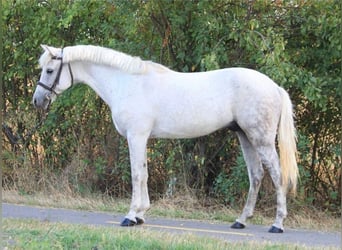 Welsh-D, Ruin, 7 Jaar, 145 cm, Wit