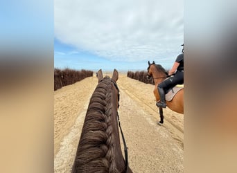 Welsh-D Mix, Ruin, 7 Jaar, 146 cm, Donkere-vos