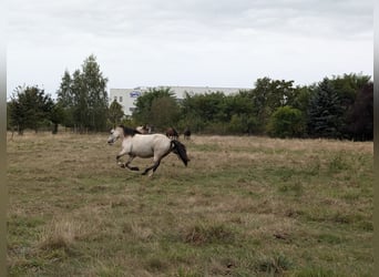 Welsh-D, Ruin, 7 Jaar, 150 cm, Buckskin