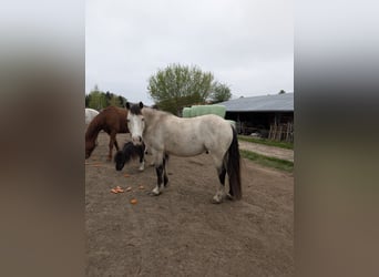 Welsh-D, Ruin, 7 Jaar, 150 cm, Buckskin