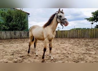 Welsh-D, Ruin, 7 Jaar, 150 cm, Buckskin