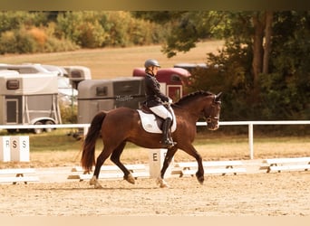 Welsh-D, Ruin, 7 Jaar, 150 cm, Donkerbruin