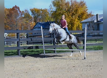 Welsh-D, Ruin, 8 Jaar, 132 cm, Schimmel