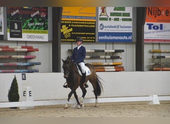 Welsh-D, Ruin, 8 Jaar, 148 cm