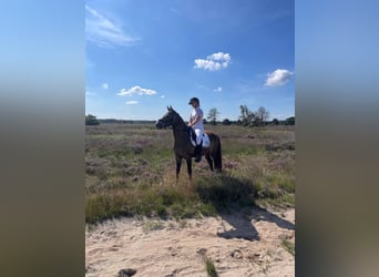 Welsh-D, Ruin, 8 Jaar, 148 cm