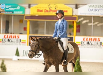 Welsh-D, Ruin, 8 Jaar, 148 cm