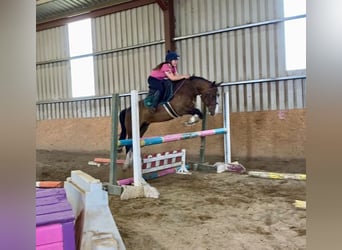Welsh-D, Ruin, 9 Jaar, 140 cm, Roodbruin