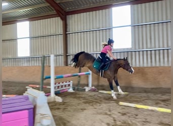 Welsh-D, Ruin, 9 Jaar, 140 cm, Roodbruin