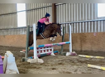 Welsh-D, Ruin, 9 Jaar, 140 cm, Roodbruin