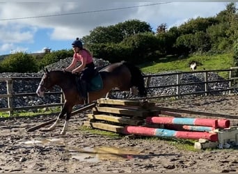 Welsh-D, Ruin, 9 Jaar, 140 cm, Roodbruin