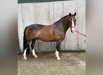 Welsh-D, Ruin, 9 Jaar, 140 cm, Roodbruin