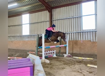 Welsh-D, Ruin, 9 Jaar, 140 cm, Roodbruin